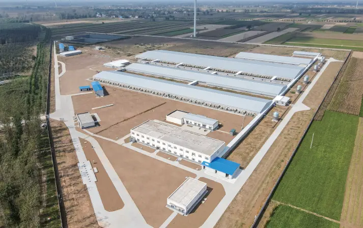 6, 000 Breeding Pig Farm in Yangxi, Henan Province)