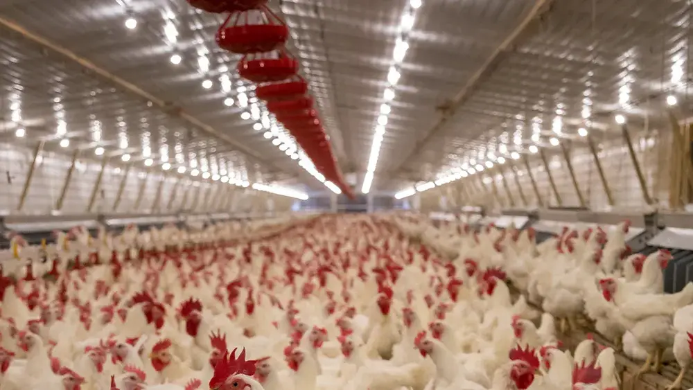 Top-Strategies-to-Overcome-Labor-Shortages-Using-Poultry-Automation-Technology-2