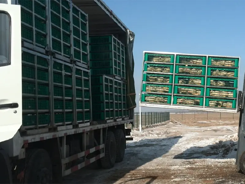 GoldBees Broiler Transport Truck (1)
